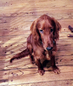 Can an Irish setter suffer from eating cardboard? Readers wanted to know.